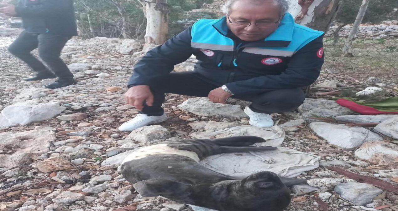 Kritik Açıklama: Fırtınada karaya sürüklenen yavru foku balıkçılar kurtardı - Son Dakika | İşte Tüm Ayrıntılar