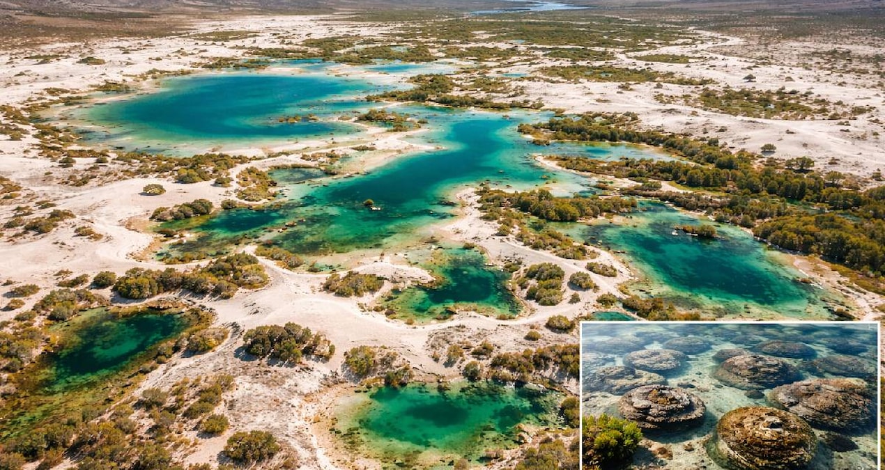 They were thought to be fossils, but they turned out to be alive: Found in the middle of the desert - Latest News