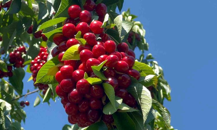 Cherries grew like a bunch of grapes in gardens that were hit by frost last year - News
