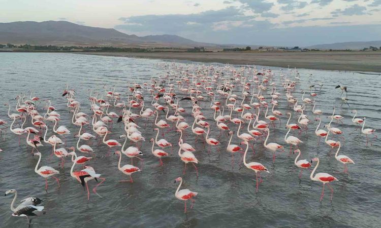 Gecikmeli gelen flamingolar Erçek Gölü’nü renklendirdi: Gelişmeler Takip Ediliyor