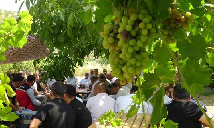 Gercüş'te Mezrone Üzümü İçin Kooperatif Hamlesi: Gelişmeler Takip Ediliyor