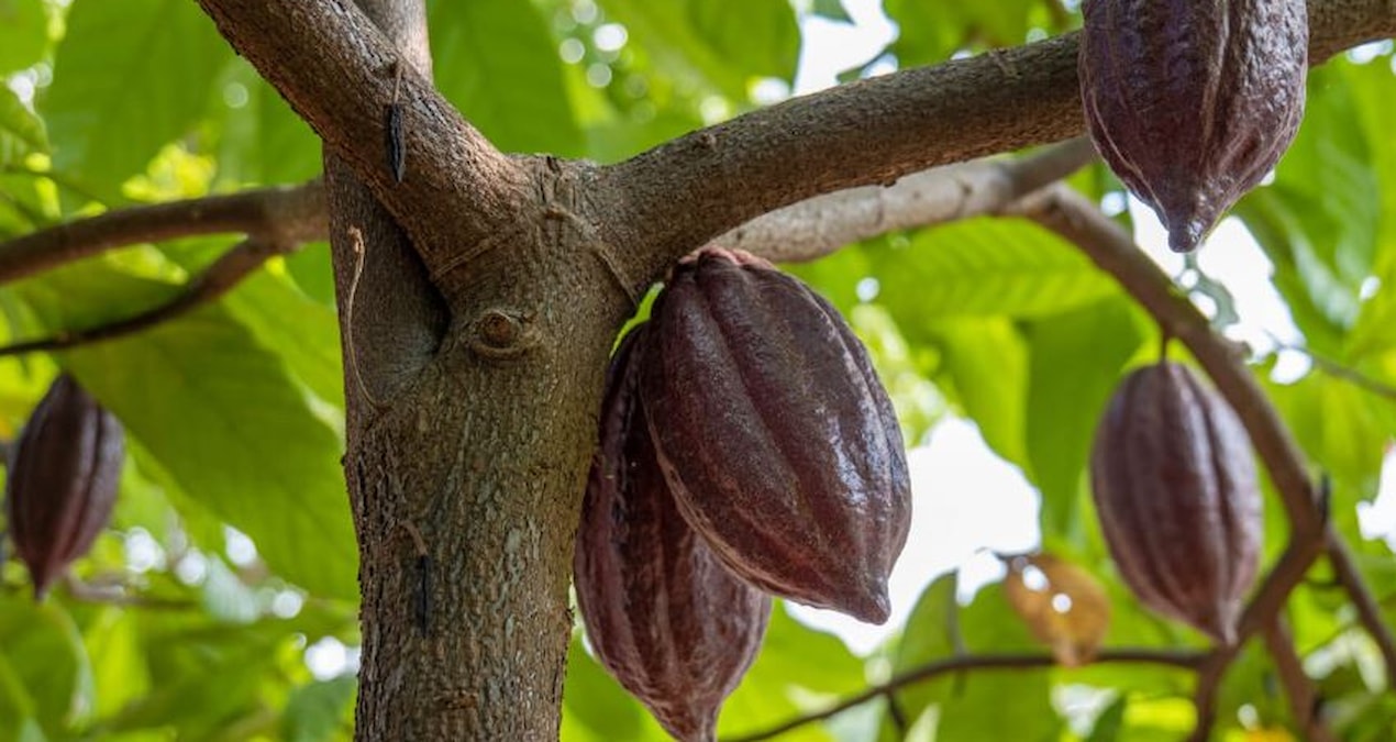 It will radically change the food industry: 4 new species have been found - Breaking News