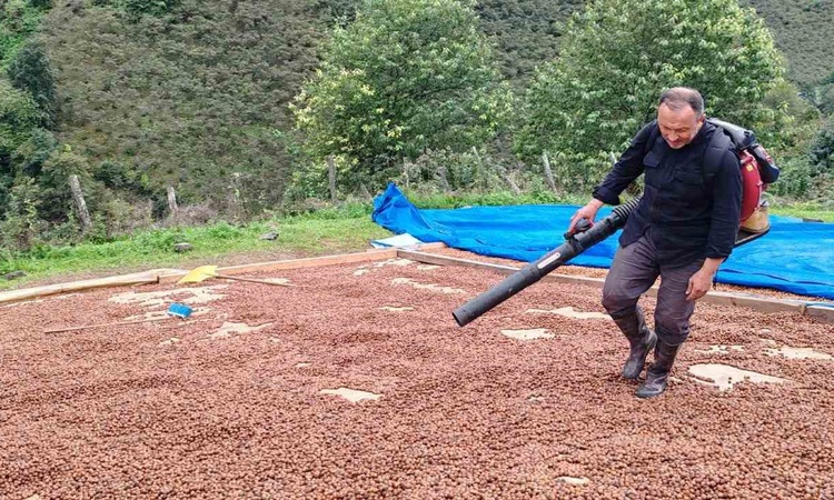 Giresun'da fındık üreticisi, yağışta ıslanan ürününe körükle suni rüzgar veriyor | İşte Tüm Ayrıntılar