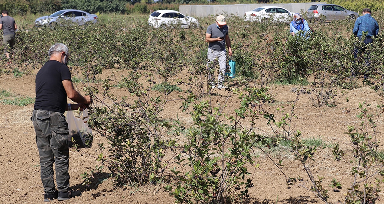 Gündemden Son Bilgiler: Günde 1 avuç tüketenin kalbi gençleşiyor - En Son Haber | İşte Tüm Ayrıntılar