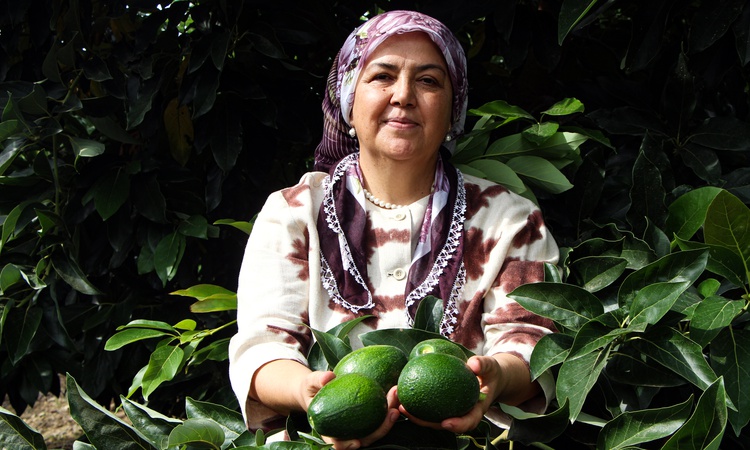 Gündemden Son Bilgiler: Adana'da 5 bin dönümde avokado hasadı sürüyor, kilosu 110 TL'ye geriledi - Son Dakika