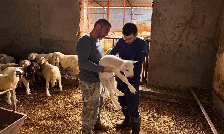 Gündemden Son Bilgiler: Afyonkarahisar'da küçükbaş hayvanlara aşılama ve kimliklendirme çalışmaları sürüyor -