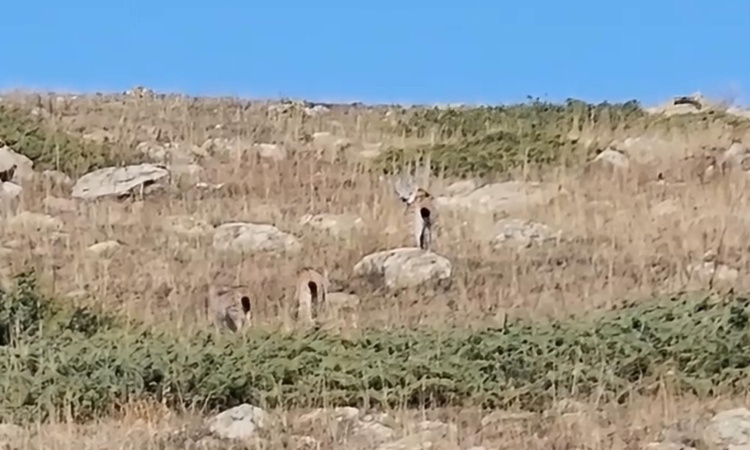 Gündemden Son Bilgiler: Ardahan'da vaşak ve iki yavrusu cep telefonu kamerasıyla görüntülendi ve Merak Edilenl