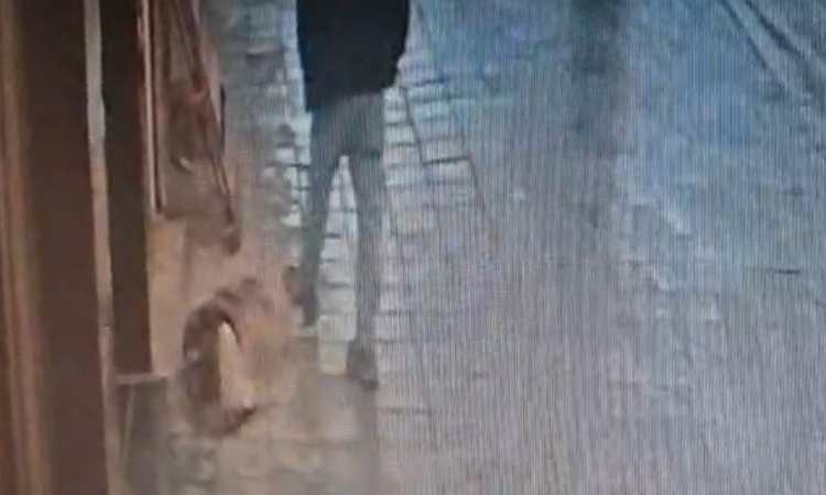 Gündemden Son Bilgiler: Avcılar'da uyuyan köpeğe tekme atan adam, ayağından ısırılarak yaralandı - Son Dakika
