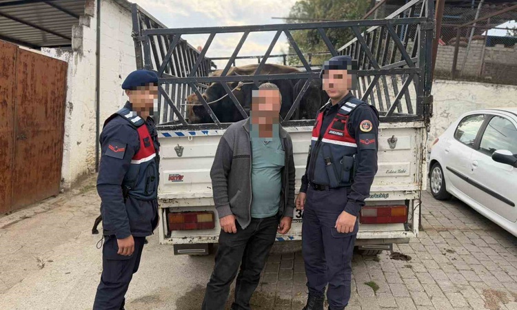 Gündemden Son Bilgiler: Aydın Koçarlı'da 4 büyükbaş hayvanı 237 bin TL'ye satan şüpheli hakkında tutuklama kar