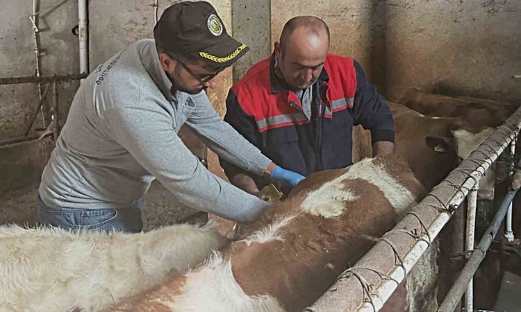 Gündemden Son Bilgiler: Aydıntepe’de büyükbaş hayvanlara şap aşılaması sürüyor ve Merak Edilenler