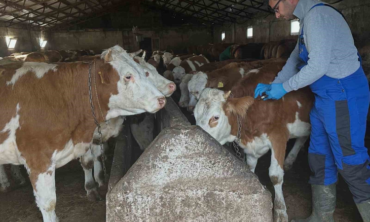 Gündemden Son Bilgiler: Aydıntepe'de şap aşılama çalışmaları Günbuldu ve Kavlatan dahil 7 köye ulaştı - Son Da