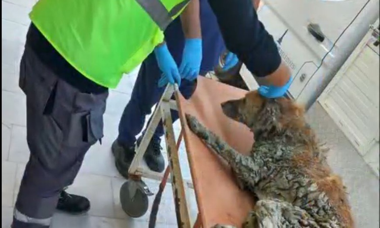 Gündemden Son Bilgiler: Bakan Çiftçi, Buca'da çamurdan kurtarılan köpeğe Şanslı adı verildiğini tüm detaylarıy