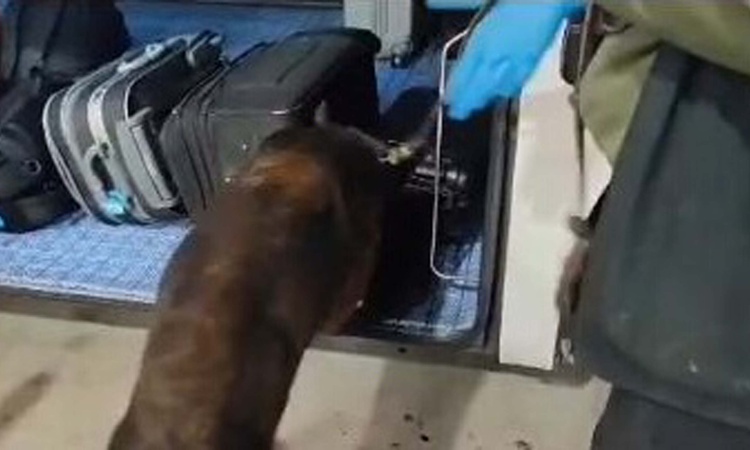 Gündemden Son Bilgiler: Balıkesir'de 1 kilo 13 gram bonzai hammaddesi ele geçirildi, 1 şüpheli hakkında tutukl