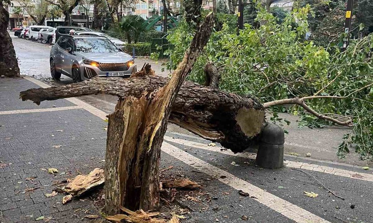 Gündemden Son Bilgiler: Balıkesir Erdek'te fırtına ağacın gövdesini kırdı, devrilen ağaç yolu kapladı