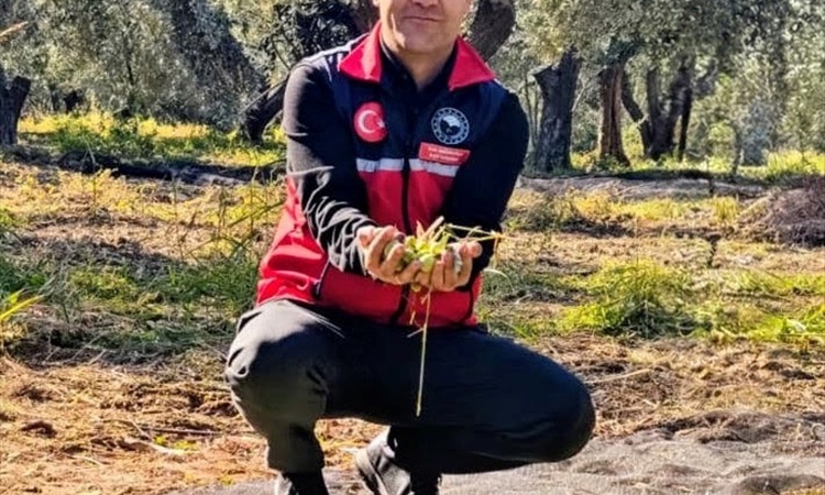 Gündemden Son Bilgiler: Balıkesir Gömeç'te zeytin hasadı sürerken İlçe Tarım Müdürü bereketli sezon diledi | İ