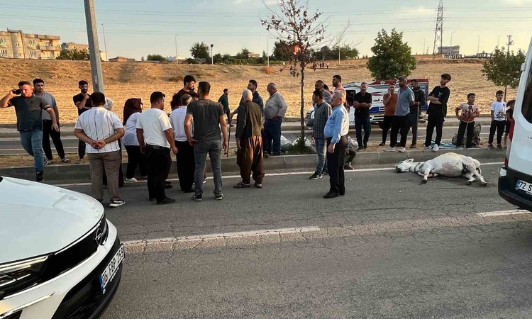 Gündemden Son Bilgiler: Batman'da hafif ticari araç, Balpınar girişinde eşeğe çarptı; eşek telef oldu