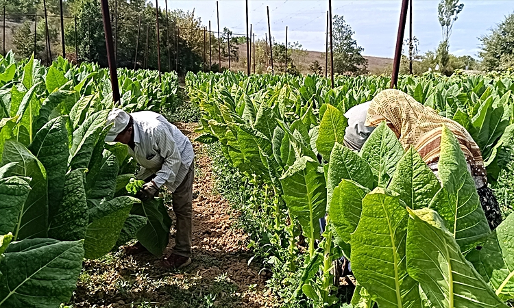 Gündemden Son Bilgiler: Bilecik Pazaryeri'de tütün hasadı resmen start aldı, ekim alanı 40 dekara çıktı ve Mer