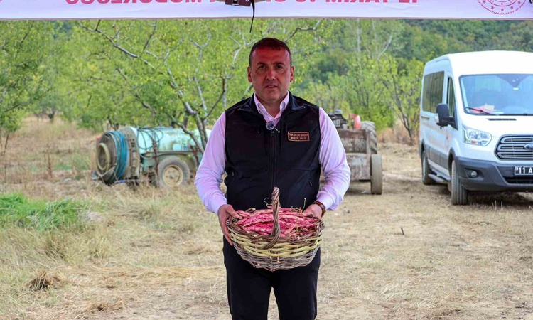 Gündemden Son Bilgiler: Bilecik'te 3 bin 700 dekarda barbunya hasadı resmen start aldı, 4 bin 500 ton hasat be