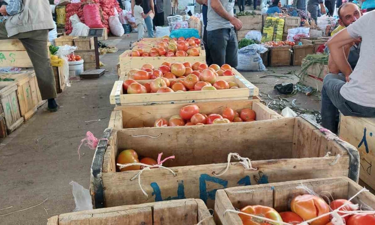 Gündemden Son Bilgiler: Diyarbakır Çüngüş'te Atalar domatesi hasadı resmen start aldı, fiyatı 20-30 lira | İşt