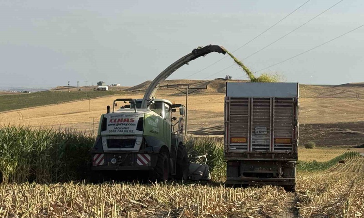 Gündemden Son Bilgiler: Diyarbakır'ın Sur ilçesinde silajlık mısır hasadı resmen start aldı, dönümde 5-6 ton b