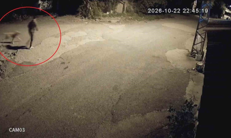 Gündemden Son Bilgiler: Dörtyol'da ailenin golden köpeği Tomi, motosikletli 2 kişi tarafından çalındı | İşte T