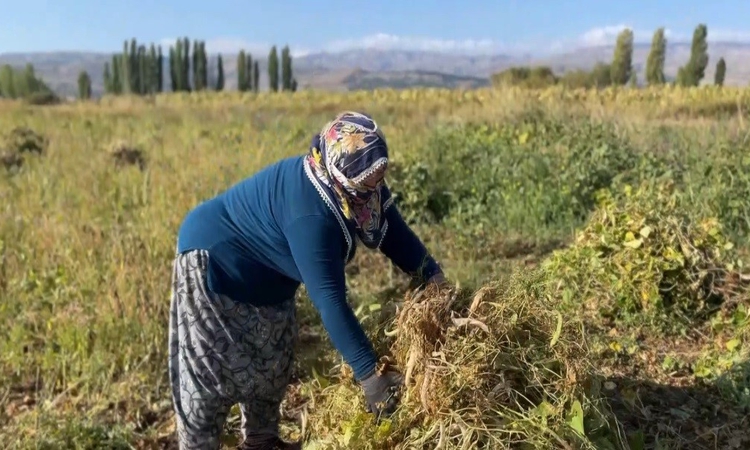 Gündemden Son Bilgiler: Erzincan Çayırlı'da beyaz kuru fasulye hasadı resmen start aldı, ekimi mayısta yapıldı