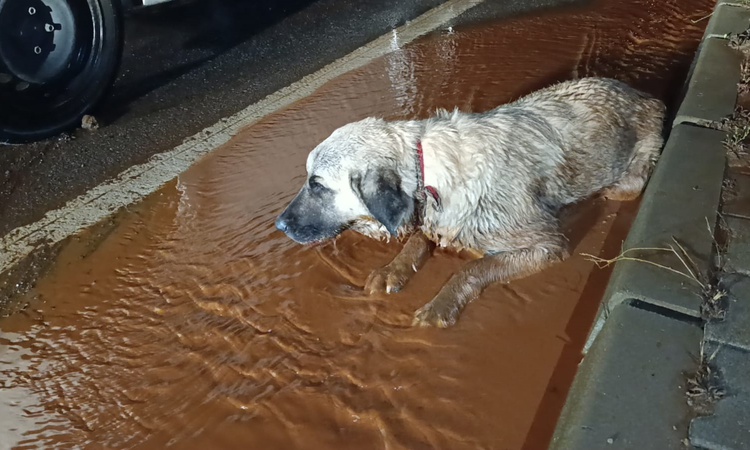 Gündemden Son Bilgiler: Gaziantep İslahiye'de selde sürüklenen arka bacakları kırık köpek tedaviye alındı | İş