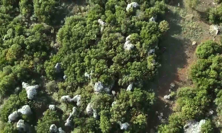 Gündemden Son Bilgiler: Hatay Altınözü'nde kenevir operasyonunda 56 kök skunk bulundu, şüpheli hakkında tutukl