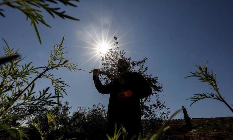 Gündemden Son Bilgiler: İsrail güçleri, Batı Şeria'da 2026'da 8.400'den fazla asırlık zeytin ağacını söktü | İ