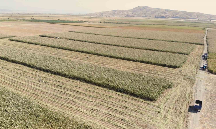 Gündemden Son Bilgiler: Kahramanmaraş Türkoğlu'nda ak darı hasadı resmen start aldı, dönümde 350-500 kg verim