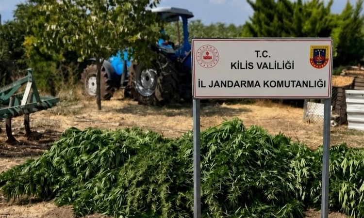 Gündemden Son Bilgiler: Kilis'te jandarma operasyonunda 40 kilo 500 gram esrar ve 65 kök kenevir bulundu ve Me