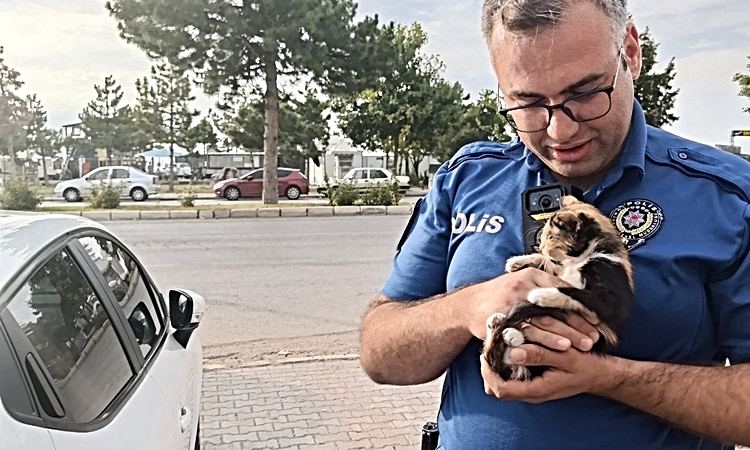 Gündemden Son Bilgiler: Konya Beyşehir'de motor bölümüne giren yavru kedi telefon sesiyle kurtarıldı