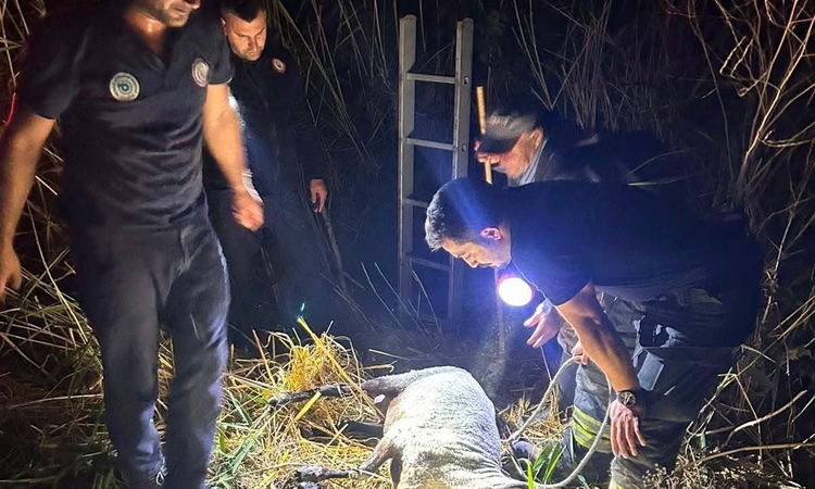 Gündemden Son Bilgiler: Su kuyusuna düşen koyun itfaiye ekiplerince kurtarıldı - Son Dakika Bilgileri