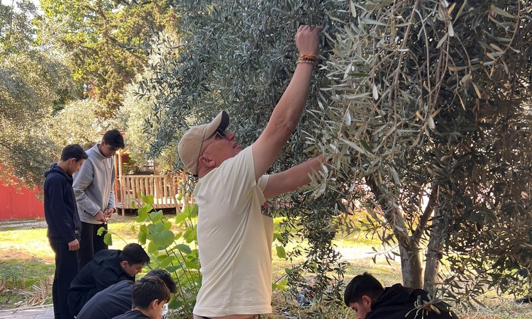 Gündemden Son Bilgiler: Mersin'de öğrenciler imeceyle zeytin toplayıp ihtiyaç sahiplerine destek olacak | İşte