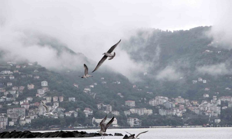 Gündemden Son Bilgiler: Ordu'da Boztepe, sisli havada martılarla doyumsuz manzaraya sahne oldu