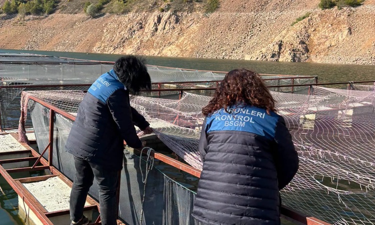 Gündemden Son Bilgiler: Ordu Mesudiye'de alabalık tesisleri denetlendi, 100-400 gramlıklar kasımda nakledilece
