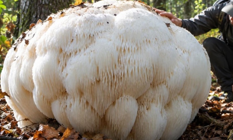 Gündemden Son Bilgiler: Ormanın derinliklerinde dev mantar keşfedildi: Tam 2,2 kilogram