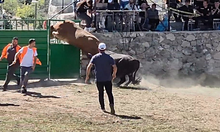 Gündemden Son Bilgiler: Rakibinden kaçan 600 kiloluk boğa olimpiyat sporcularına taş çıkardı
