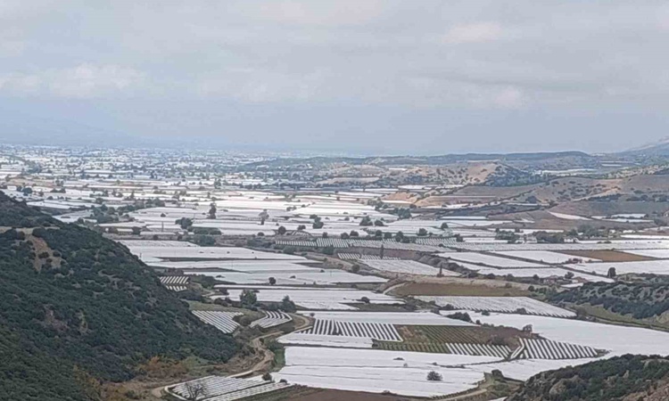 Gündemden Son Bilgiler: Sarıgöl'de 113 bin dekarda üzüm hasadı durgunluk ve yüksek maliyetlerle gecikti - Son