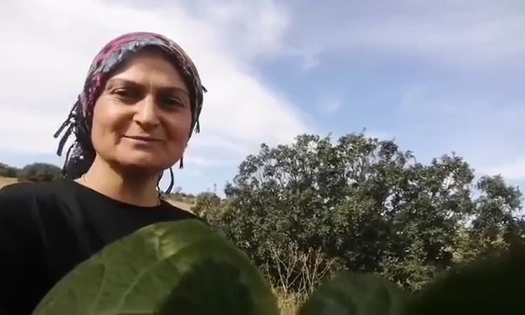Gündemden Son Bilgiler: Sivas Arpaözü'nde karpuz ikram edilen tilki, günler sonra eşiyle geri döndü ve Merak E