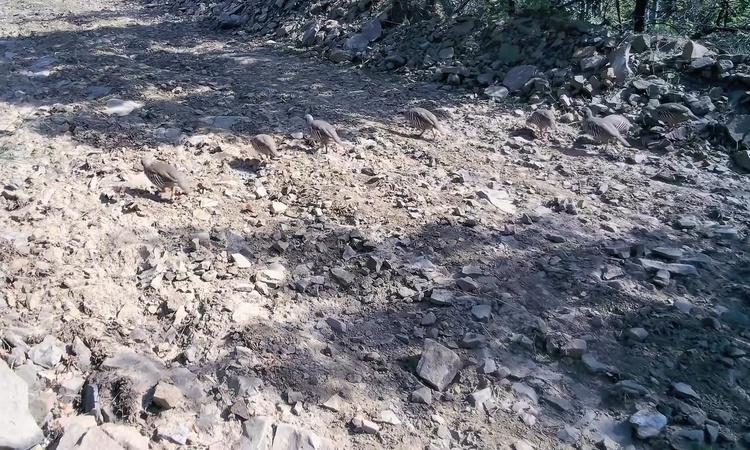 Gündemden Son Bilgiler: Tekirdağ'da Ganos Dağları'ndaki keklik sürüsü fotokapanla görüntülendi | İşte Tüm Ayrı