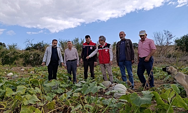 Gündemden Son Bilgiler: Tekirdağ İl Tarım ve Orman Müdürü Aksoy, bal kabağı üreticisini ziyaret etti