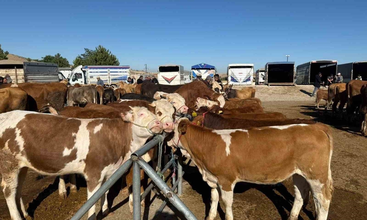 Gündemden Son Bilgiler: Yozgat'ta şap nedeniyle tüm hayvan pazarları ikinci talimata kadar kapalı kalacak | İş