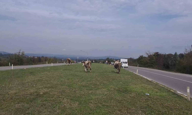 Gündemden Son Bilgiler: Zonguldak Çaycuma'da başıboş hayvanlar 3 araçlı kazadan sonra yine yola çıktı - Son Da