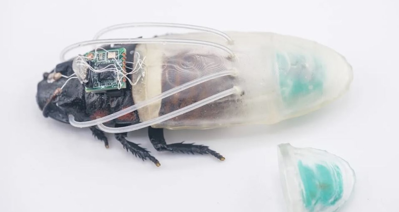 They made special diving suits for cockroaches: The 'biological drone' era begins - Last Minute