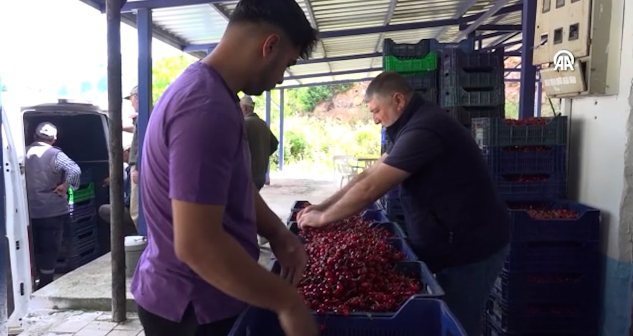 Hasadı yapılan kiraz köyde ihaleyle satışa çıktı - En Son Haber | İşte Tüm Ayrıntılar