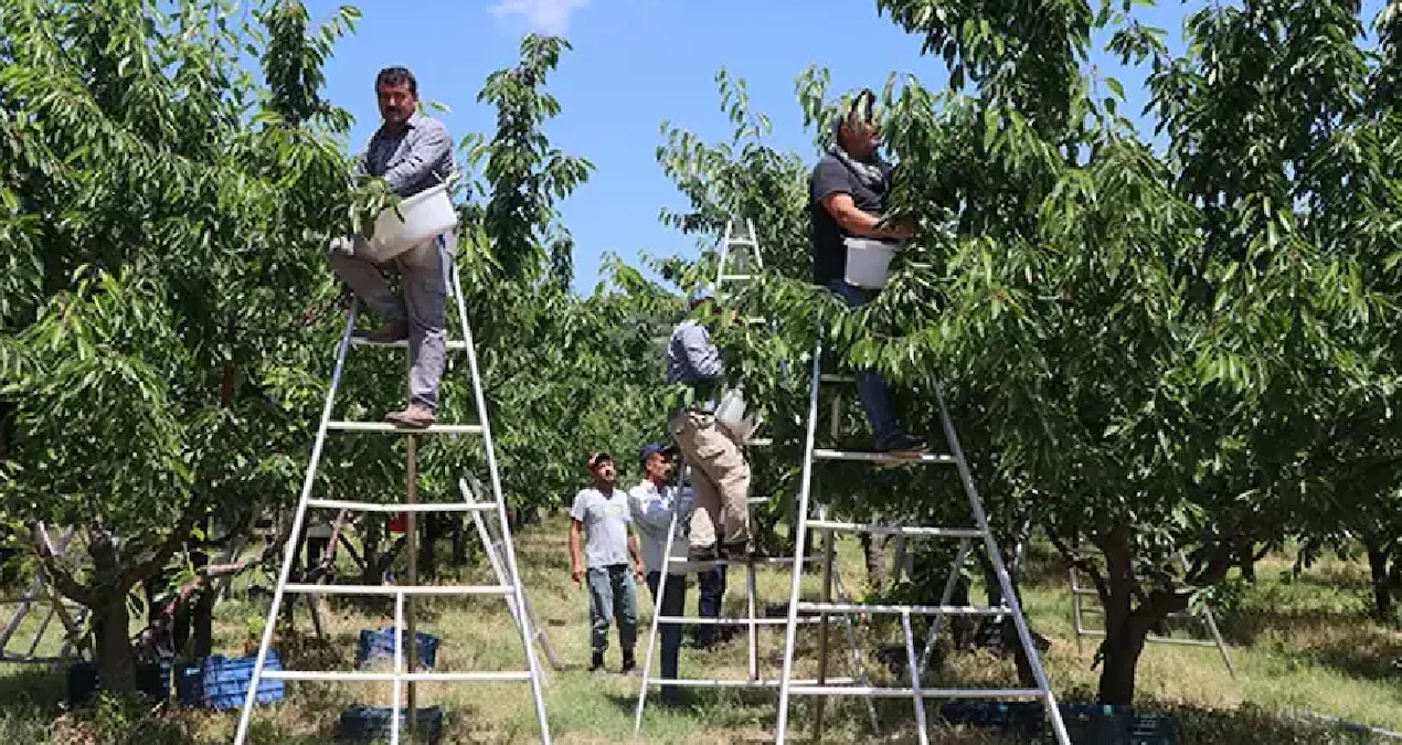 Harvest has started, 15 thousand tons of yield is expected: It will be sent to Europe - News