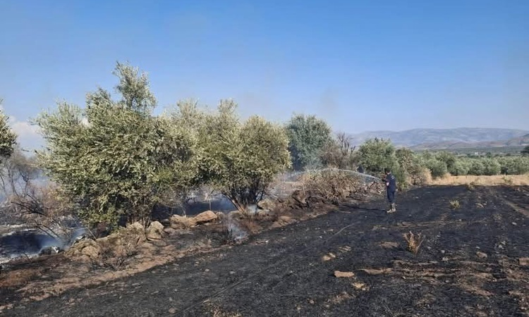 Hatay Hassa'da zeytinlik ve anız yangını Ardıçlı'da kısa sürede kontrol altına alındı ve Merak Edilenler