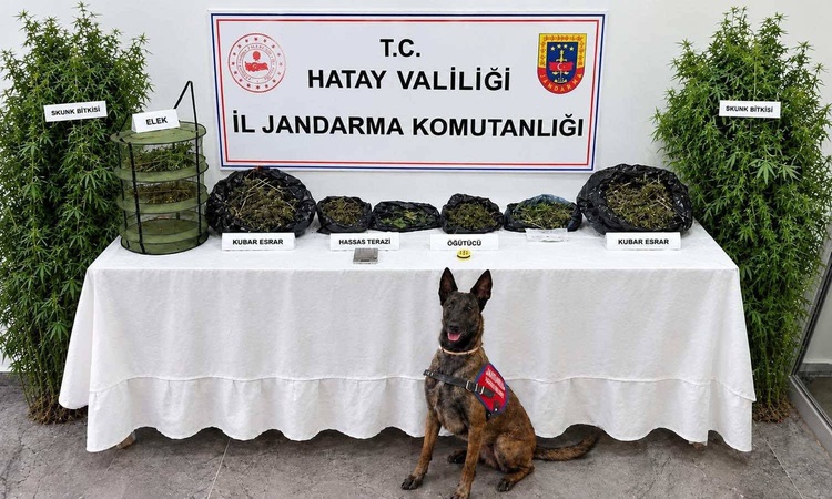 Hatay'da jandarma operasyonunda 2 bin 170 gram esrar bulundu, 1 kişi yakalanarak gözaltına sevk edildi ve Mera