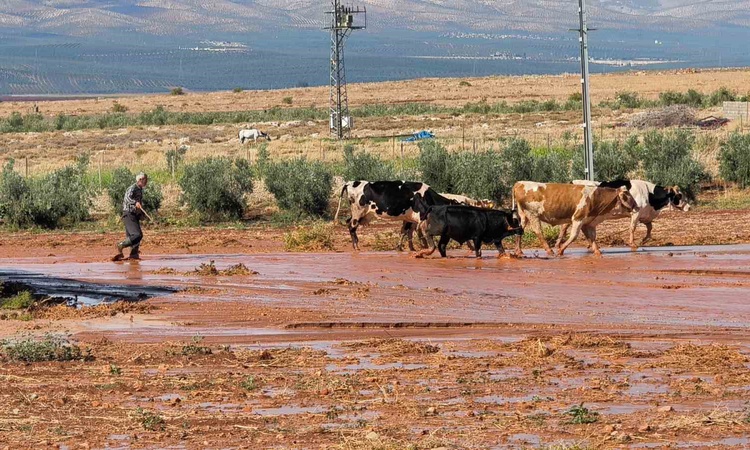 Hatay Reyhanlı'da sağanak sele dönüştü, tarım arazileri ve ahırlar zarar gördü ve Merak Edilenler